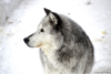 Enrich Your Middle Schooler’s Socialization Through Literature: The Call of the Wild Book Club